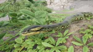 Anaconda in Jungle